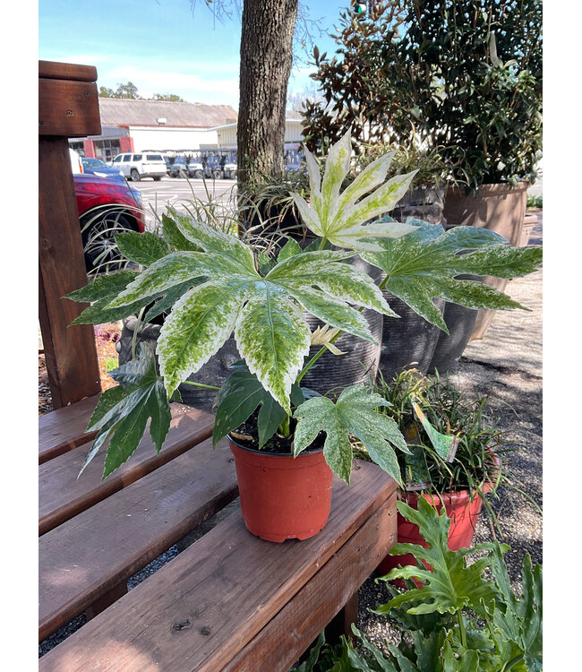 Fatsia-Japonica Variegated 6" Spider's Web