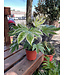 Fatsia-Japonica Variegated 6" Spider's Web