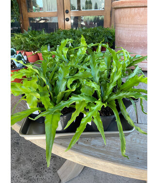 Fern-Birdsnest Victoria 4 in