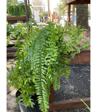 Fern-Boston Massii 6"