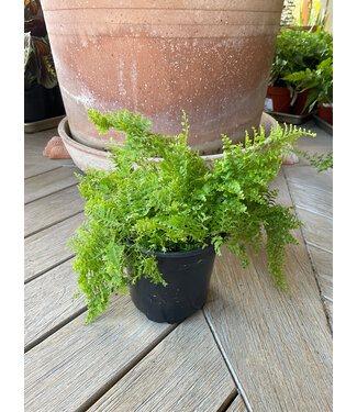 Fern - Cotton Candy Boston 4"