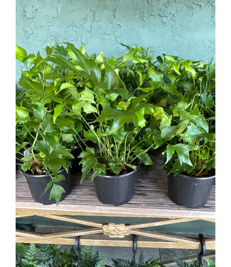 Fern-Holly 6 Full, Regular Holly Shaped Leaf