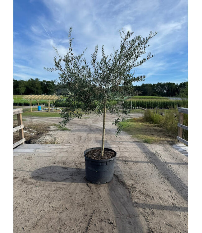 Fruit-Olive (Olea Europaea)  #30