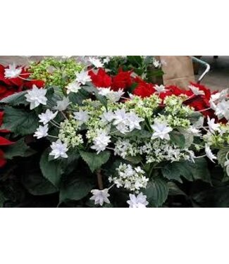Hydrangea ‘Shooting Star’’ - 3 gal