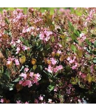  Rhaphiolepsis ‘Rosalinda Hawthorne’ - 3 gal