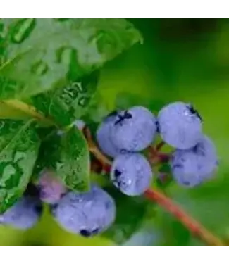 Blueberry 'Premier' 1 gal