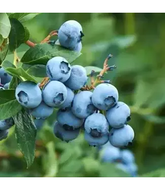 Blueberry 'Tifblue' 1 gal