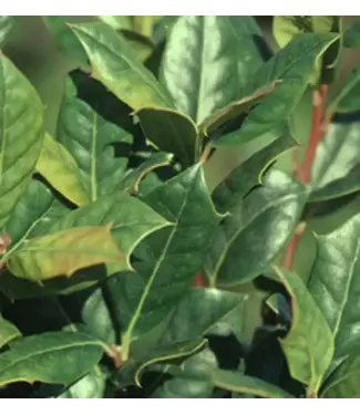 Nellie R Stevens Holly 3 gal