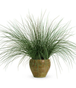 Proven Winner Juncus PW Blue Mohawk 6"