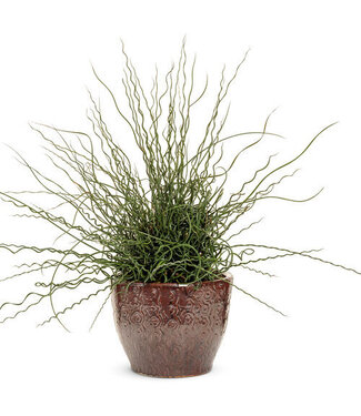 Proven Winner Curly Wurly 6" PW