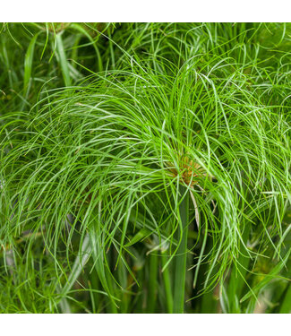 Proven Winner Papyrus Prince Tutt 6in PW