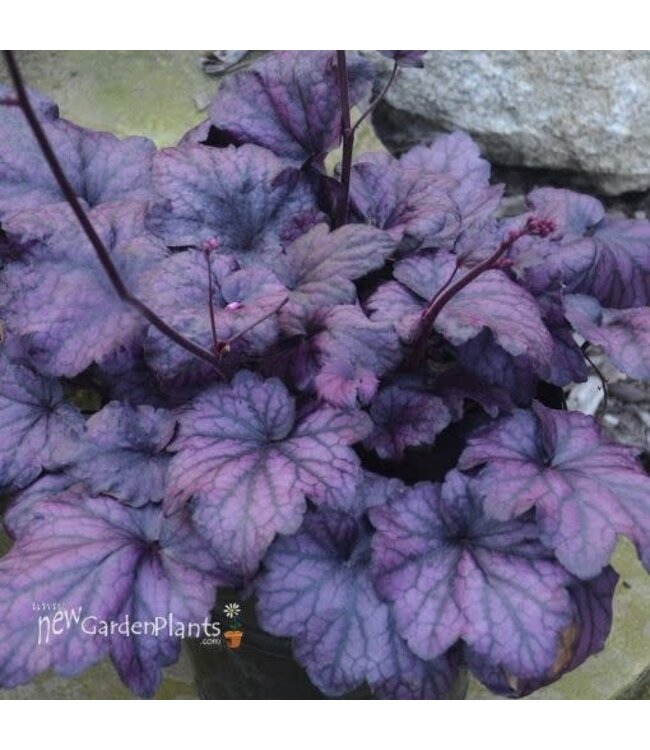 Heuchera Electric Plum 1G