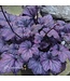 Heuchera Electric Plum 1G