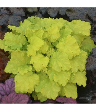 Heuchera Twist of Lime 1G