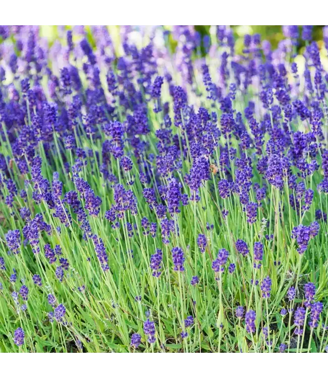Lavender Phenomenal 1G