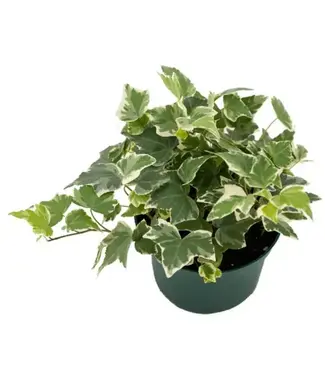 Ivy Variegated 3"