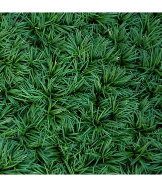 Grass Dwarf Mondo – T gal.