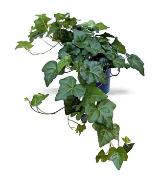 English Ivy 3.5"