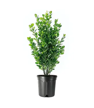 Boxwood Winter Gem 1 gal