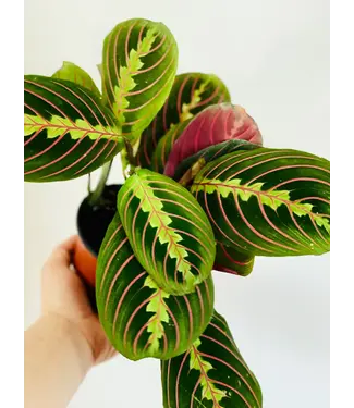 Maranta Red Prayer Plant 4"