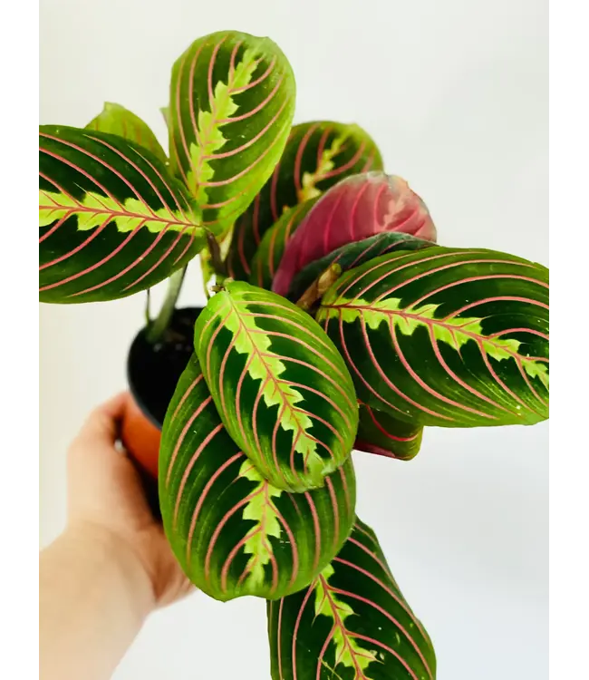 Maranta Red Prayer Plant 4"