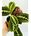 Maranta Red Prayer Plant 4"