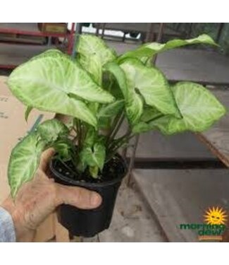 Nephthytis-White Butterfly 4"