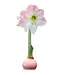 Waxed Amaryllis - Pink with Pink Flower (Apple Blossom)