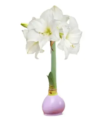Waxed Amaryllis - Lavender with White Flower