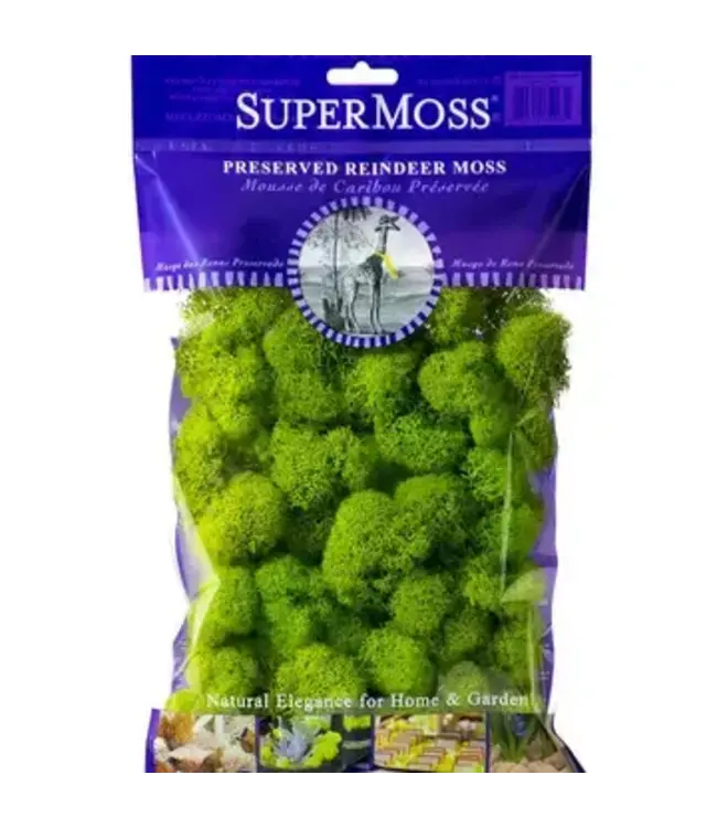 Reindeer Moss  Asst. Colors SMALL bag