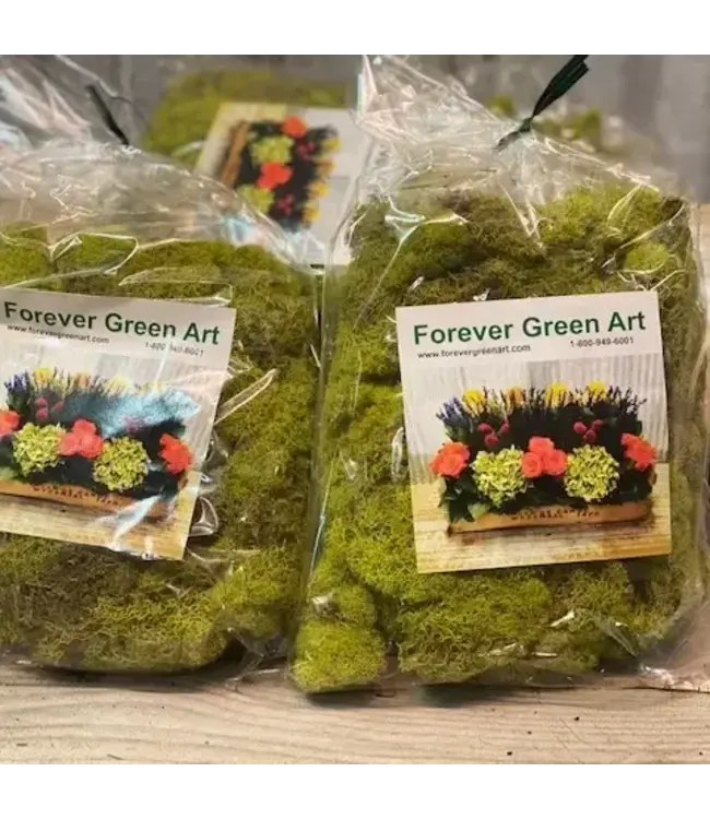 Reindeer Moss  Asst. Colors SMALL bag