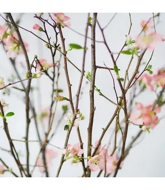 FCS Quince Pink Double Thornless single branch