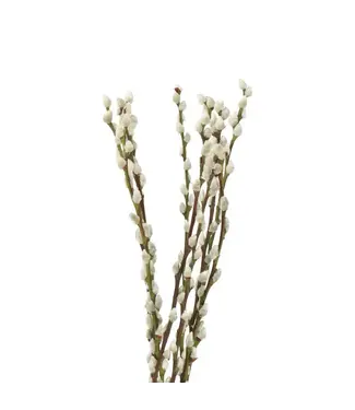 FCS Pussy Willow 3' long, single