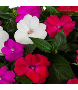 SunPatiens Deco Container 10in