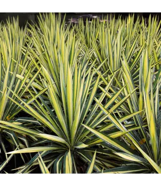 Color Guard Yucca 3 gal