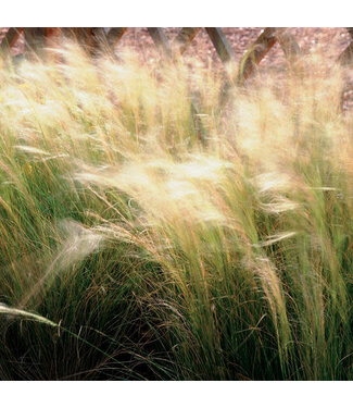 Proven Winner Grass Mexican Feather 6" Container