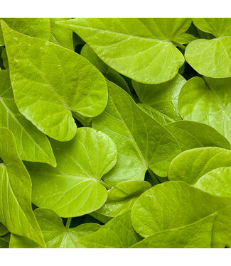 Proven Winner Ipomoea 'Sweet Caroline Sweetheart Lime' PW 1q