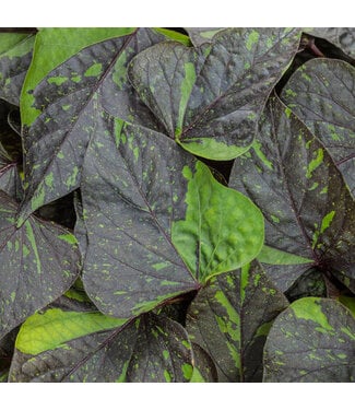 Proven Winner Ipomoea 'Sweet Caroline Sweetheart Shadowstorm' 1Q PW