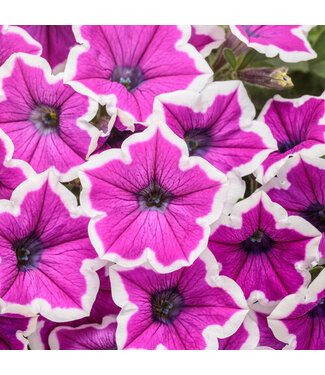 Proven Winner Petunia Supertunia Hoopla Vivid Orchid 1Q PW