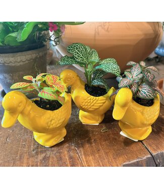 Duck Planter with Fittonia