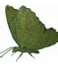 Mossed Butterfly 20"