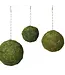 Moss Spheres 6"
