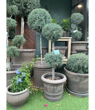 Carolina Sapphire #5 2- Ball Topiary