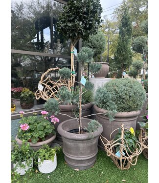 Juniper Grey Owl #7 Pom Pom