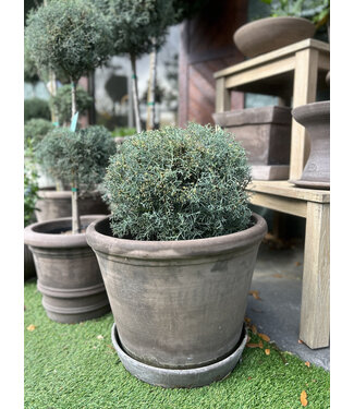 Carolina Sapphire #5 Patio Globe