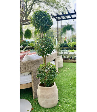 Topiary-Eugenia Myrtifolia 3 Ball 10 5'