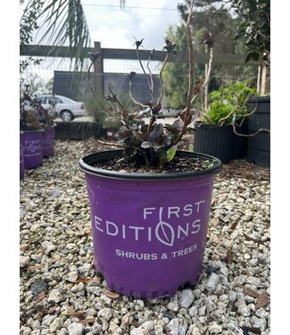 Hydrangea First Editions® Eclipse® Bigleaf PPAF – 3 gal.