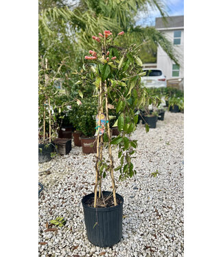 Bignonia Crossvine Tangerine Beauty – 3 gal.