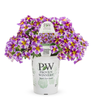 Calibrachoa 'Holy Smokes 1Q PW