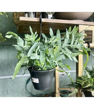 HB Fern Blue Star 8"